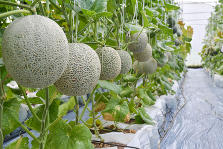 Green fresh melon in farm organic from Thailandの写真素材