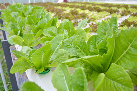 Green vegetables in farm organicの写真素材