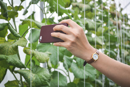 Women selfie on melon farm organicの写真素材