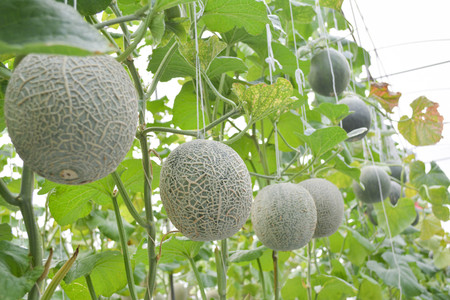 Green fresh melon in farm organic from Thailandの写真素材