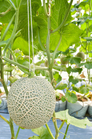 Green fresh melon in farm organic from Thailandの写真素材