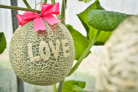 Green fresh melon in farm organic from Thailandの写真素材
