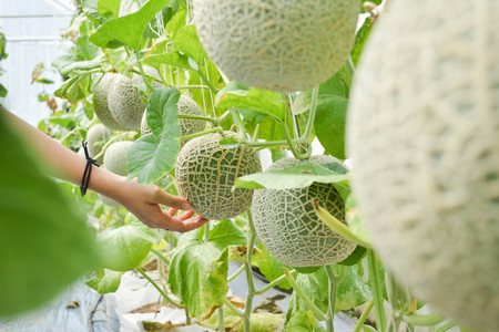 Green fresh melon in farm organic from Thailandの写真素材
