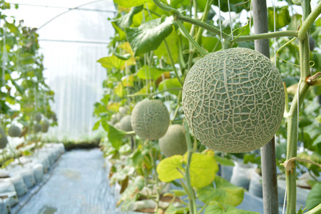 Green fresh melon in farm organic from Thailandの写真素材