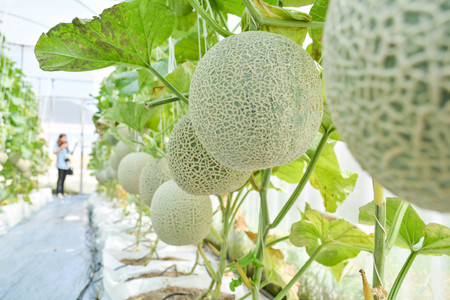 Green fresh melon in farm organic from Thailandの写真素材