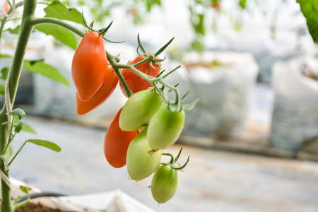 Tomato in farm organic from Thailandの写真素材