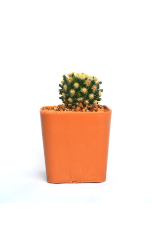 Close up little cactus in pot on white backgroundの写真素材