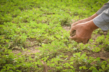 Old hand gardener holding manure for fertilizer little plant on farm, selective and soft focusの写真素材