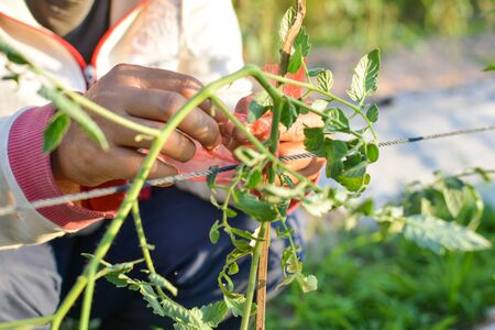 Asian farmer tomato tied with rope on the garden