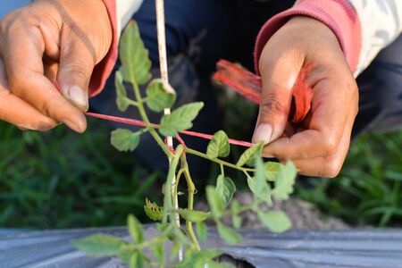Asian farmer tomato tied with rope on the gardenの写真素材