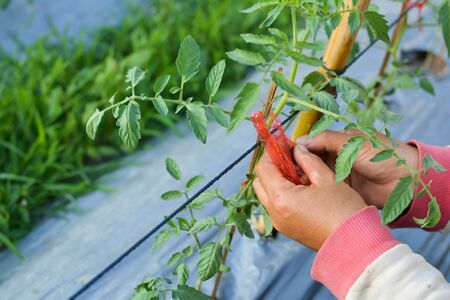 Asian farmer tomato tied with rope on the gardenの写真素材