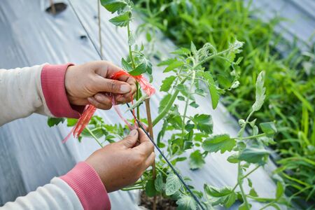 Asian farmer tomato tied with rope on the gardenの写真素材