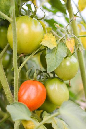 Tomato on a plant in the garden.from Thailand selective and soft focusの写真素材