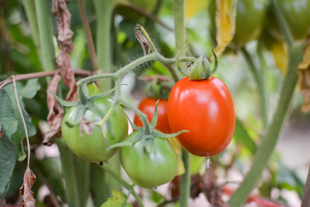 Tomato on a plant in the garden.from Thailand selective and soft focusの写真素材