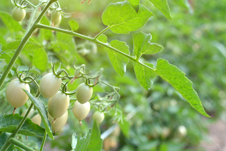 Tomato on a plant in the garden.from Thailand selective and soft focusの写真素材