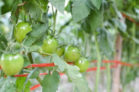 Tomato on a plant in the garden.from Thailand selective and soft focusの写真素材