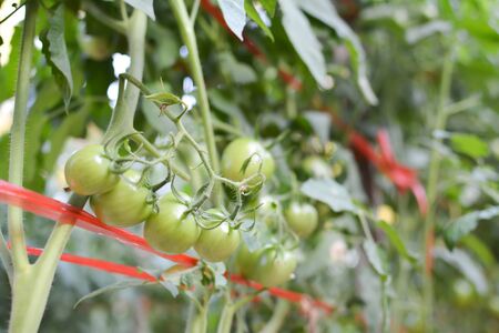 Tomato on a plant in the garden.from Thailand selective and soft focusの写真素材