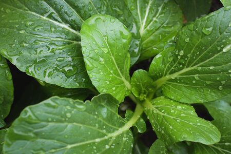 Fresh lettuce cantonese in farm