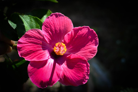 Pink hibiscus flower in natureの写真素材