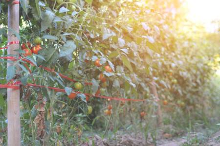 Tomato on a plant in the garden.from Thailand selective and soft focusの写真素材
