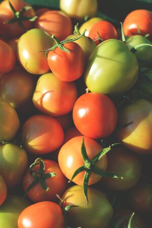Close up tomato background hipster toneの写真素材