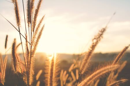 Close up flower grass and sunrise background in the morningの写真素材