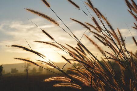 Close up flower grass and sunrise background in the morningの写真素材