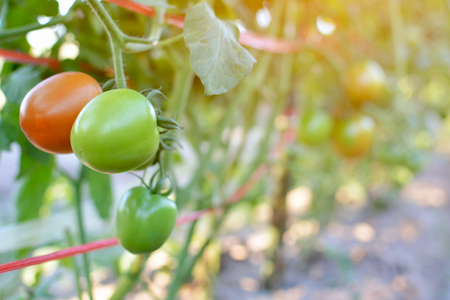 Tomato on a plant in the garden.from Thailand selective and soft focusの写真素材