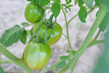 Tomato on a plant in the garden.from Thailand selective and soft focusの写真素材