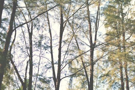 Green forest with the light bokeh and blur backgroundの写真素材