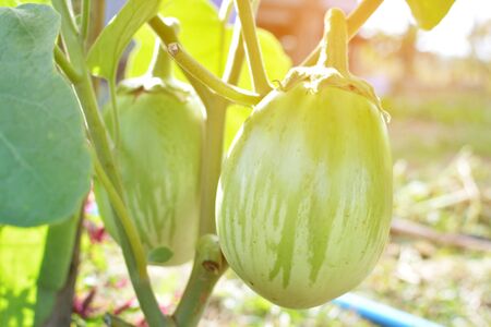 Green eggplant on palnt in gardenの写真素材