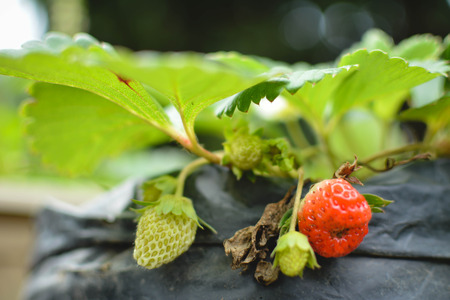strawberry on plant in farmの写真素材