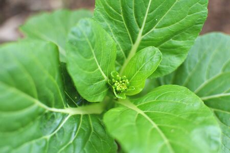 Close up fresh lettuce cantonese in farm, selective and soft focusの写真素材