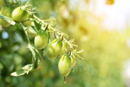 Close up tomato on a plant in the gardenの写真素材