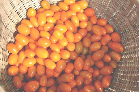 Close up tomato on basket in the gardenの写真素材