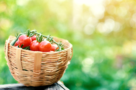 Group of tomato blur bokeh background ,selective and soft focusの写真素材