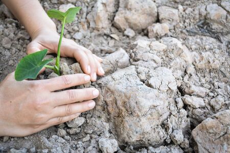 Top view hand planting green plant on dry ground , concept earth dayの写真素材