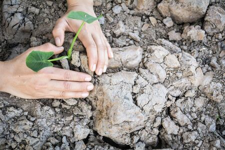 Top view hand planting green plant on dry ground , concept earth dayの写真素材