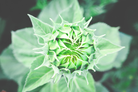 Top view of beautiful  green young  sunflower ,Hipster toneの写真素材