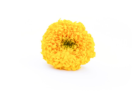 Close up marigold on white backgroundの写真素材