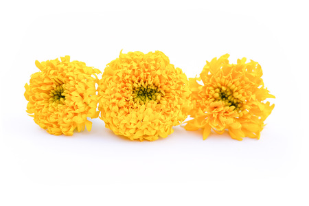Close up marigold on white backgroundの写真素材
