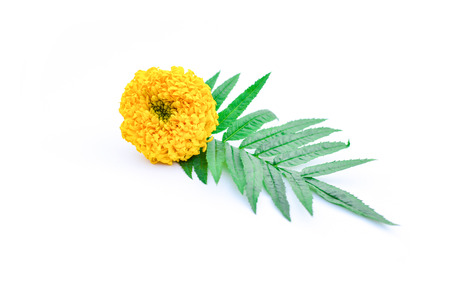 Close up marigold on white backgroundの写真素材