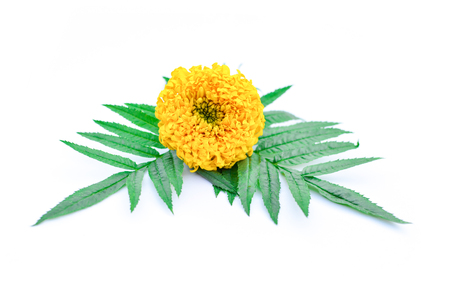 Close up marigold on white backgroundの写真素材