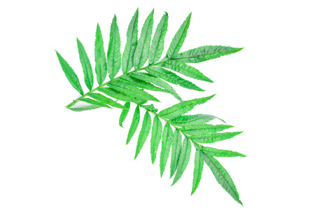 Close up green leaf marigold on white backgroundの写真素材
