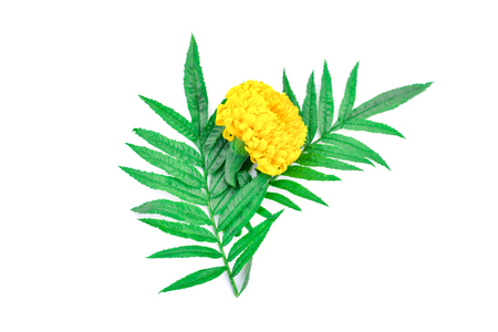 Close up marigold on white backgroundの写真素材