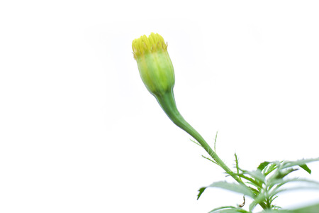 Close up marigold on white backgroundの写真素材