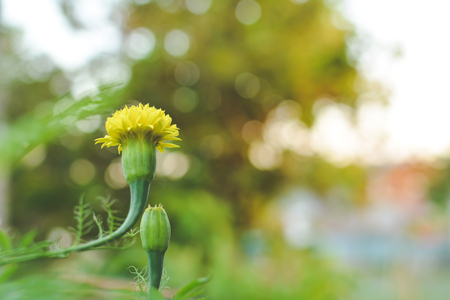 Marigold on plantの写真素材