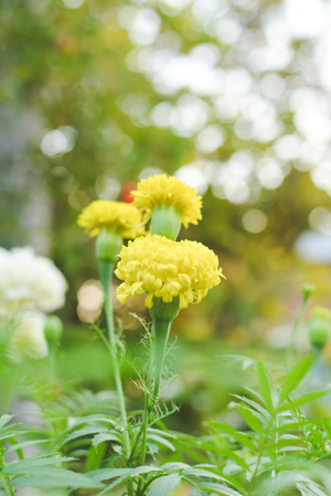 Marigold on plantの写真素材