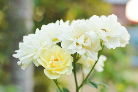 Cose up yellow rose on tree in gardenの写真素材