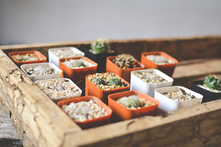 Little beautiful cactus  wood background , hipster toneの写真素材